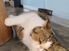-瞄一喵猫咖(格力海岸店)