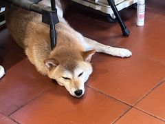 -About Bistro關於·泰式家庭料理