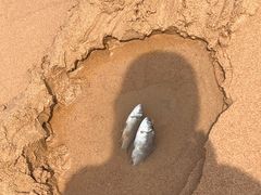 -日照海滨国家森林公园