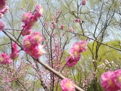 -洛阳市隋唐城遗址植物园