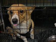 -螺思宝螺蛳粉火锅·鸭脚煲(西乡店)