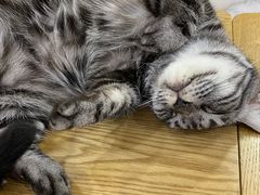 -李小姐の猫咖啡馆(五角场店)