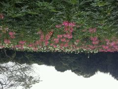 -松山湖梦幻百花洲