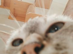 -藏猫猫咖啡主题馆(中央大道店)