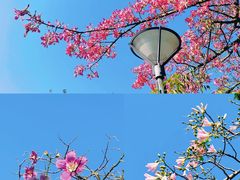 -广州国际生物岛