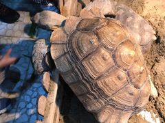 -上海大自然野生昆虫馆(东方明珠·爬宠昆虫探索中心)