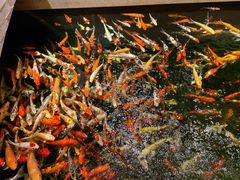 -龙悦湾酒家·八阵鱼生·渔人码头店