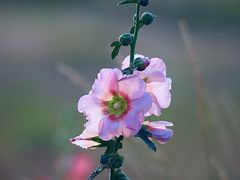 -光明小镇欢乐田园