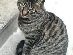 -马黑哥椒麻鸡(清江山水店)