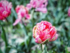 -长春公园(普阳街道)