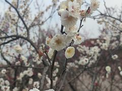 -无锡梅园公园