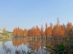 -白鹭湾湿地公园