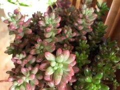 -四姑娘山阿巴郎·藏式花园餐厅