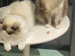 -怪兽屋·羊驼·猫咖·狗咖(俊华广场店)