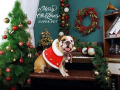 -超宠爱宠物摄影-Super pet