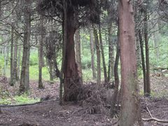 -武陵山森林公园