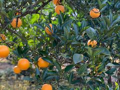 -湖南湘都生态农业园