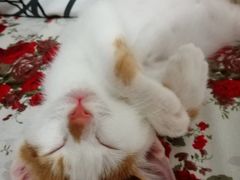 -酷狗靓猫宠物·洗护·美容·寄养(航北路店)