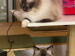 -猫在这儿猫咪咖啡馆·撸猫馆