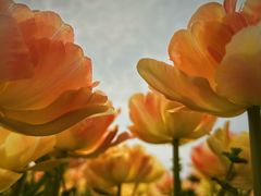 -上海鲜花港
