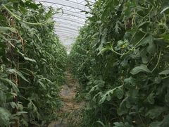 -庞各庄西瓜蔬菜采摘园·锦华瓜园