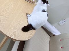 -藏猫猫咖啡主题馆(中央大道店)