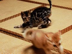 -泰国佛·塔罗·泰牌狐仙古曼