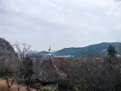 -香雪海