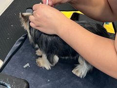 -萌宠之家·腊肠犬·马尔泰·小体犬舍