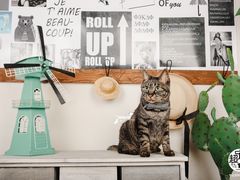 -超宠爱宠物摄影-Super pet