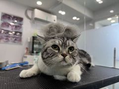 -爱洗澡的猫(望京店)