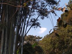 -黄埔油麻山森林公园