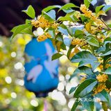 桂拂清风菊带霜