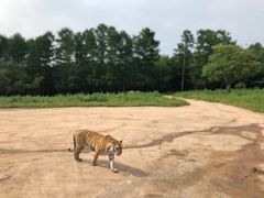 -横道河子东北虎林园