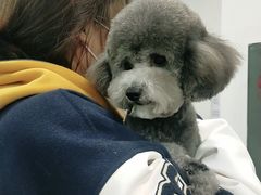 -宠福鑫康馨动物医院·骨科·眼科