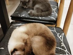 -平行世界·猫咖(首经贸店)