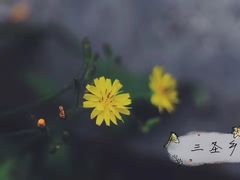 -三圣花乡旅游区