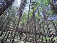 -芦芽山旅游度假区