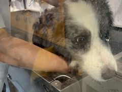 -PETKIT 小佩宠物·低压洗护·美容·寄养(安远店)