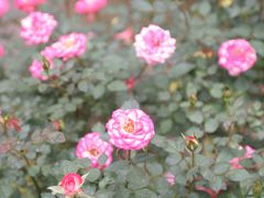 -人民公园(罗湖区)