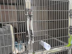 -艾吉宠物医院·疑难杂症转诊中心·猫友好(碧江路院)