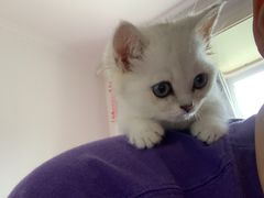 -Bastet sally猫舍购宠(静安店)