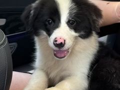 -瑞派康怡24h宠物医院·犬猫医疗中心·微创绝育(瑞景分院)