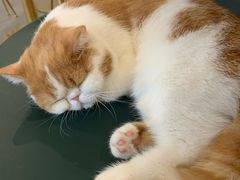 -飞行喵MR PILOT|猫舍·猫咖(静安大融城店)