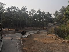 -清迈夜间动物园