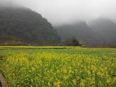 鹅泉风光-油菜花-靖西鹅泉风景区