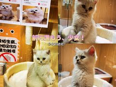 -屋虎猫馆(宝安大仟里店)