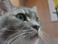 -MOCHA明星猫咖(田子坊店)