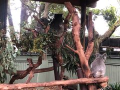 -费瑟代尔野生动物园