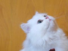 -喵zoo家庭繁育猫舍(尖东智能花园店)